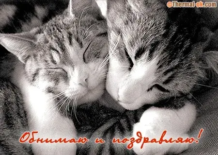 Открытка Открытки обнимаю - Две кошки обнимаются: открытка с котятами в черно-белых тонах | Красивая открытка #60
