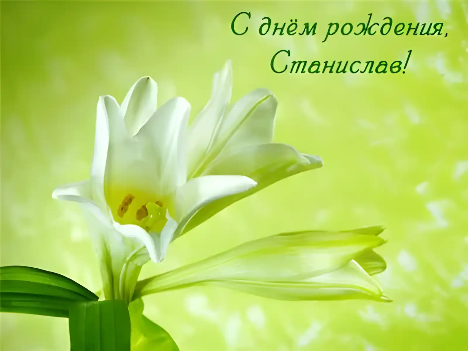 Открытка Открытки с именем Станислав  - Открытка с лилией: нежная красота для поздравлений | Красивая открытка #198