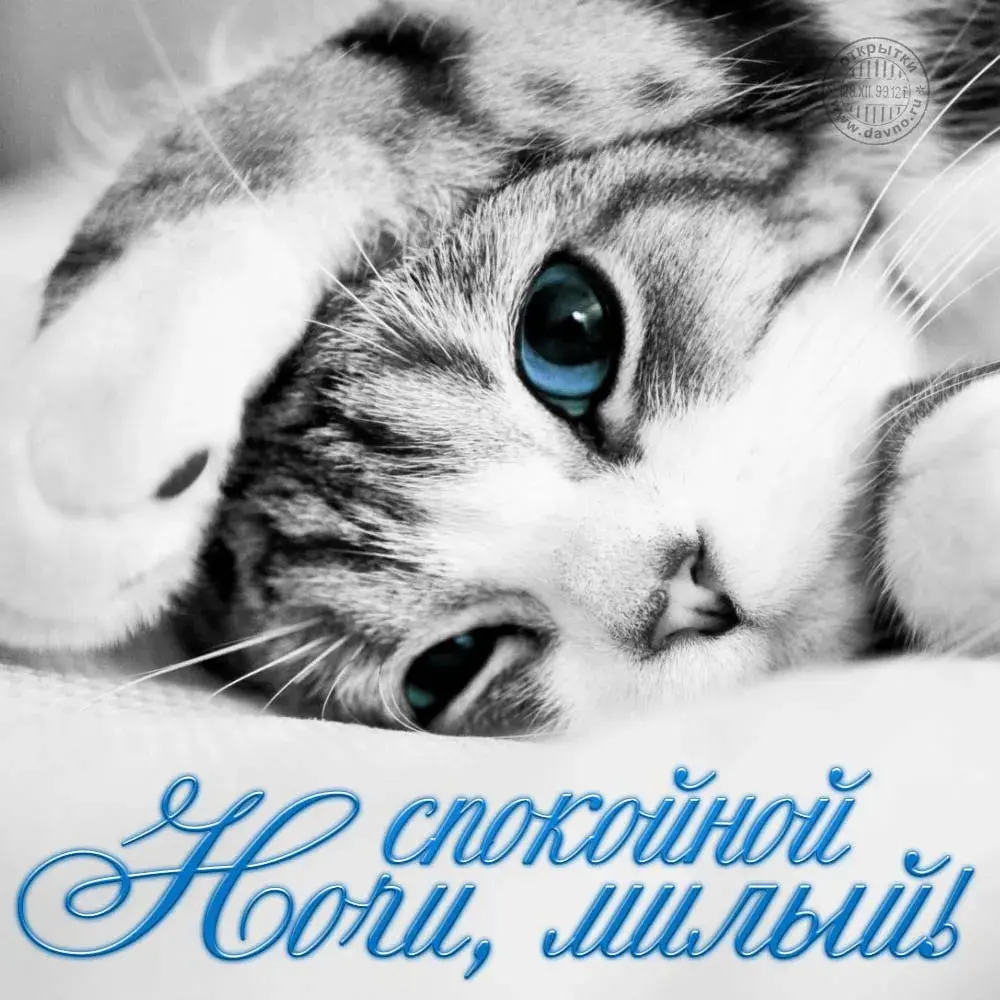 Открытка Спокойной ночи - Крупный план кота: удивлённые голубые глаза | Красивая открытка #17
