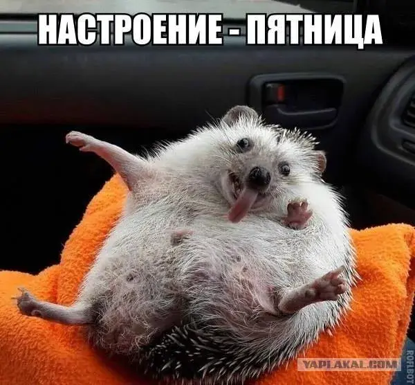 Открытка Пятница - Ежик на оранжевой подушке - смешная открытка | Красивая открытка #45