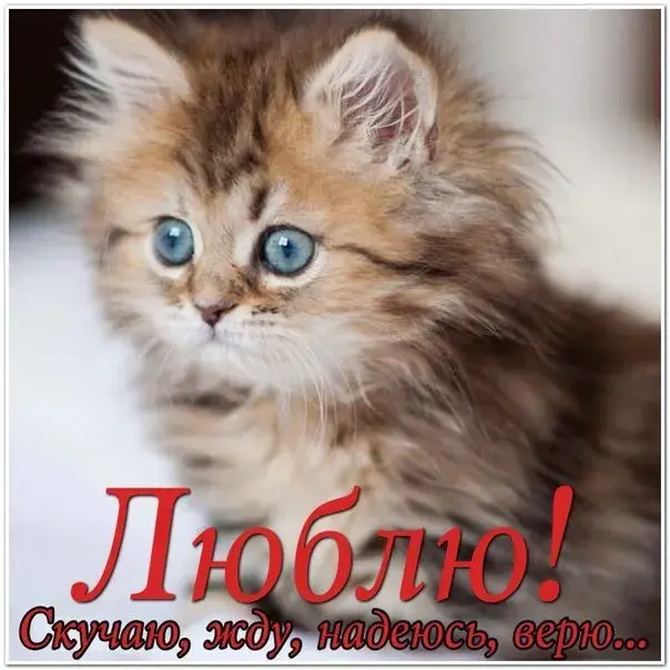 Открытка Открытки скучаю по тебе - Открытка с пушистым котенком | Красивая открытка #16
