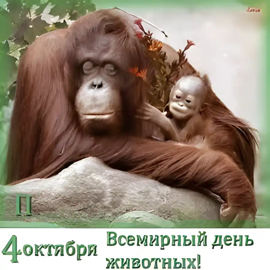 Открытка Открытки с днем защиты животных - Открытка "День всех животных": Горилла с детенышем | Красивая открытка #22