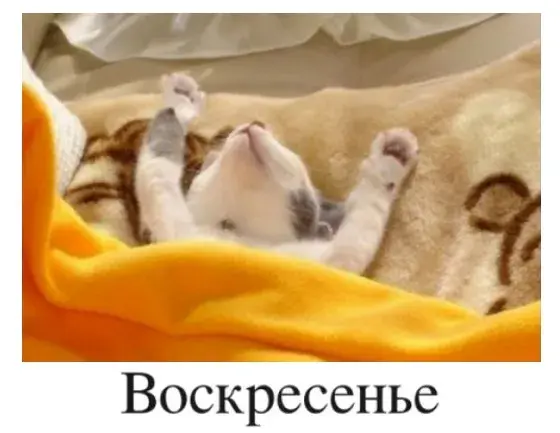 Открытка Открытки на воскресенье - Открытка с котенком: милый котенок лежит на пледе | Красивая открытка #161