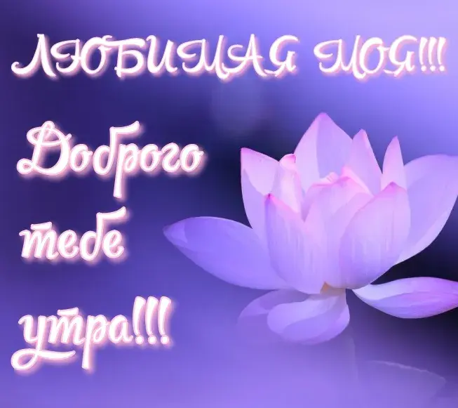 Открытка Открытки с добрым утром любимая - Лотос — символ чистоты и красоты! | Красивая открытка #26
