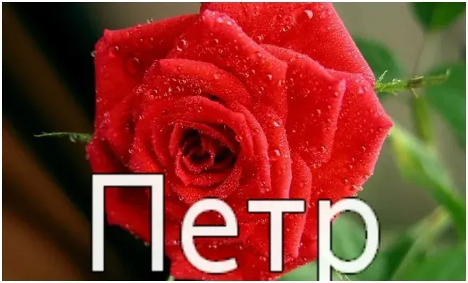 Открытка Открытки с именем Петр - Красная роза с каплями росы — открытка | Красивая открытка #118