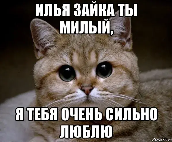 Открытка Открытки с именем Илья - Я  забавные коты: открытки с милым котенком | Красивая открытка #92