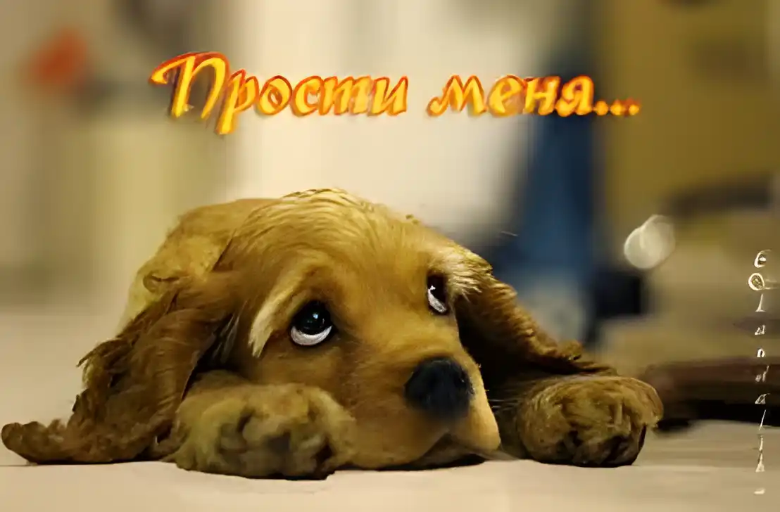 Открытка Прости - Грустный колли: открытка с щенком для добрых пожеланий | Красивая открытка #152