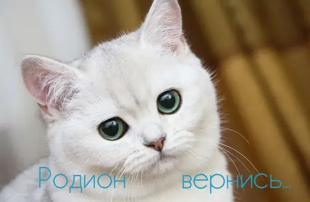 Открытка Открытки с именем Родион  - Белый кот с зелеными глазами  открытка | Красивая открытка #224