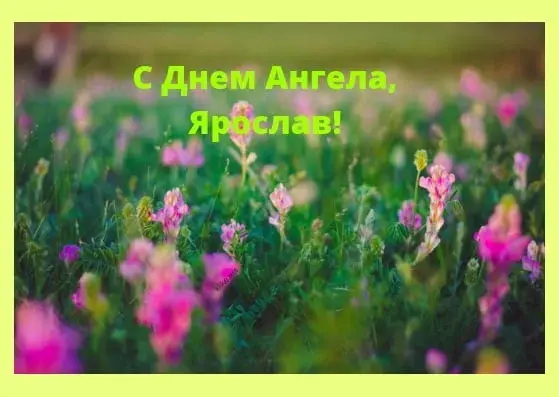 Открытка Открытки с именем Ярослав  - Полевые цветы: яркая открытка с праздником | Красивая открытка #144