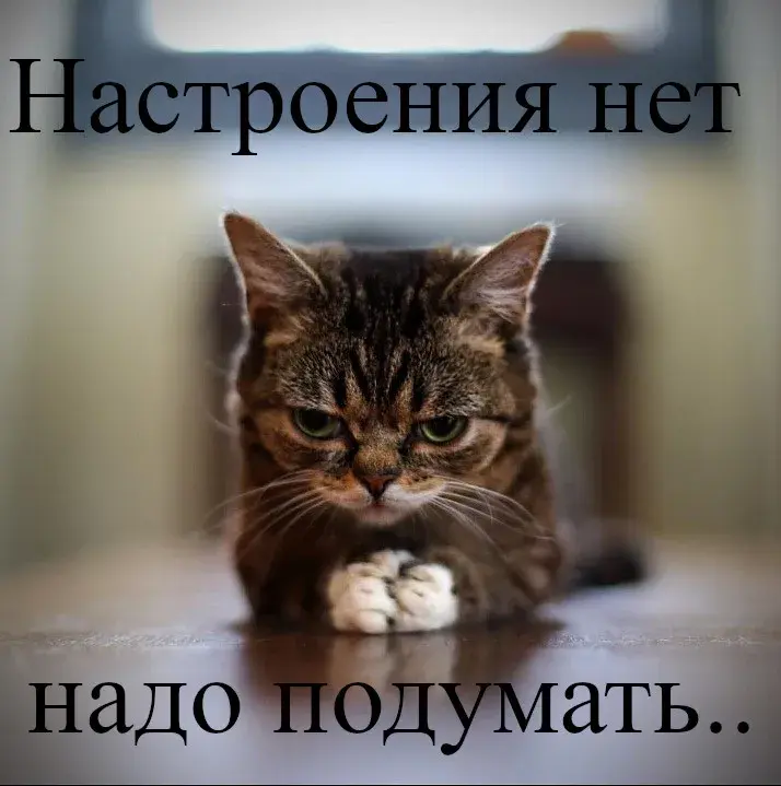 Открытка нет настроения - Сердитый кот: смешная открытка с котом | Красивая открытка #7