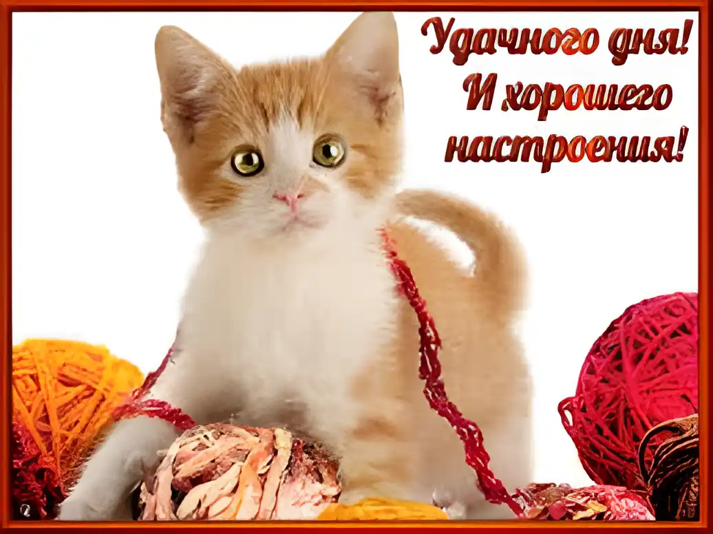 Открытка Удачи - Котенок с клубками: открытка с милым котенком | Красивая открытка #64
