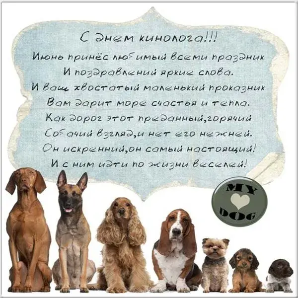 Открытка День кинолога - Открытка с щенками: милые колли для поздравлений | Красивая открытка #23