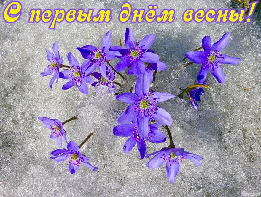 Открытка  С первым днем весны - Цветы на снегу: весенние подснежники. | Красивая открытка #57