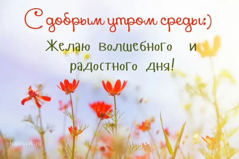 Открытка Среда - Полевые цветы: яркая открытка с цветами | Красивая открытка #4