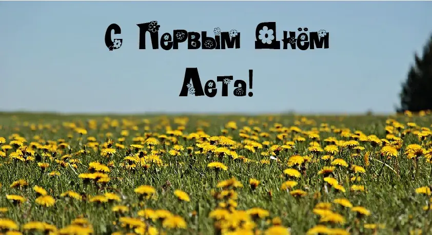 Открытка Первый день лета - Поле одуванчиков: открытка с цветами | Красивая открытка #19