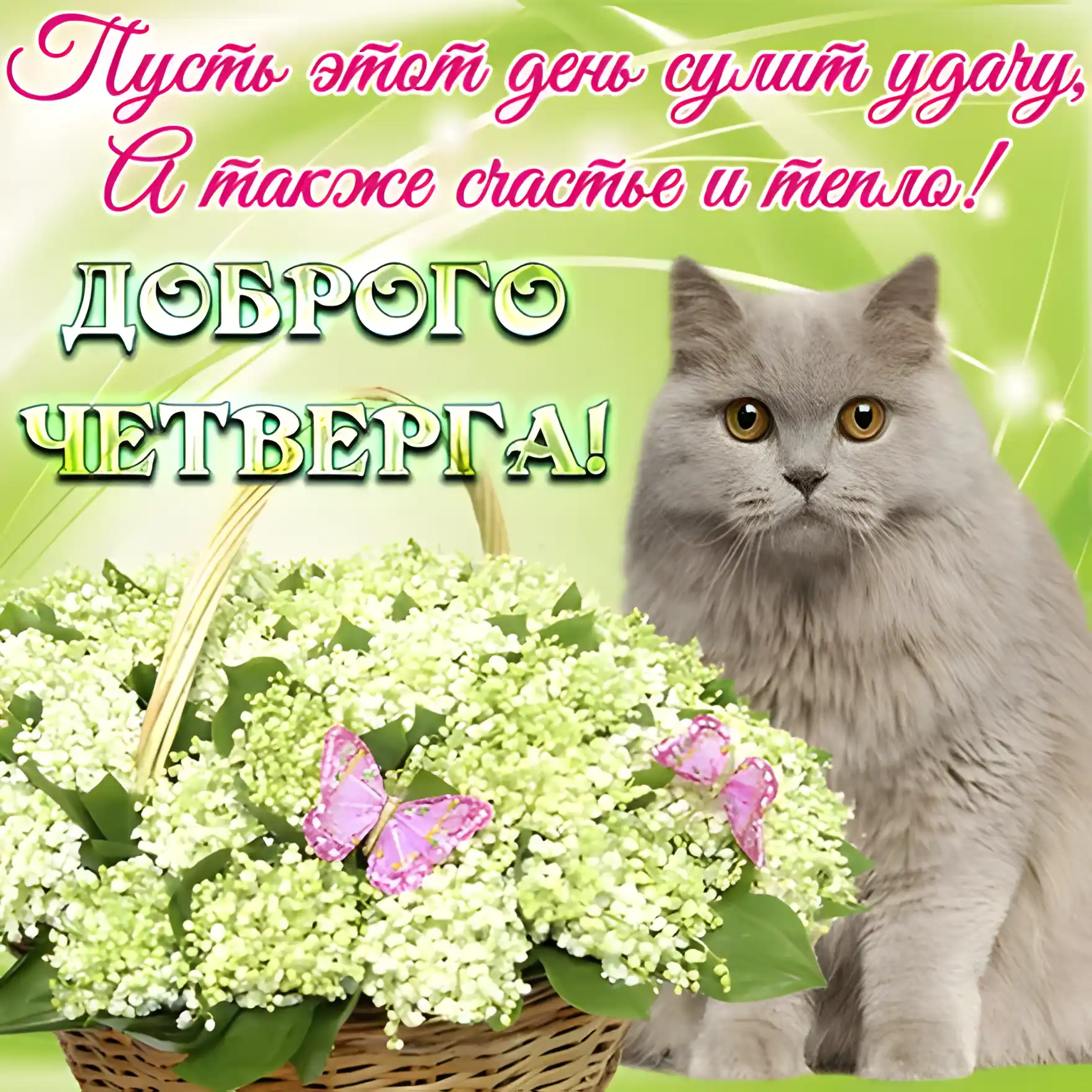 Открытка Четверг - Открытка с котиком и цветами: милая поздравительная открытка | Красивая открытка #57