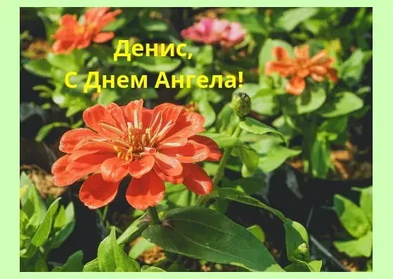 Открытка открытки с именем Денис - Яркая герань: открытка с Днем ангела | Красивая открытка #255