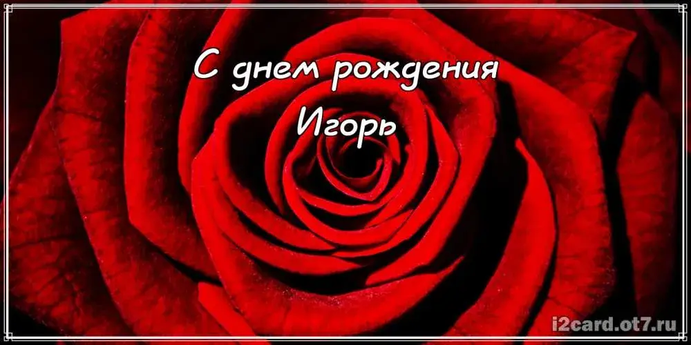Открытка открытки с именем Игорь - Красная роза: открытка с днем рождения | Красивая открытка #137