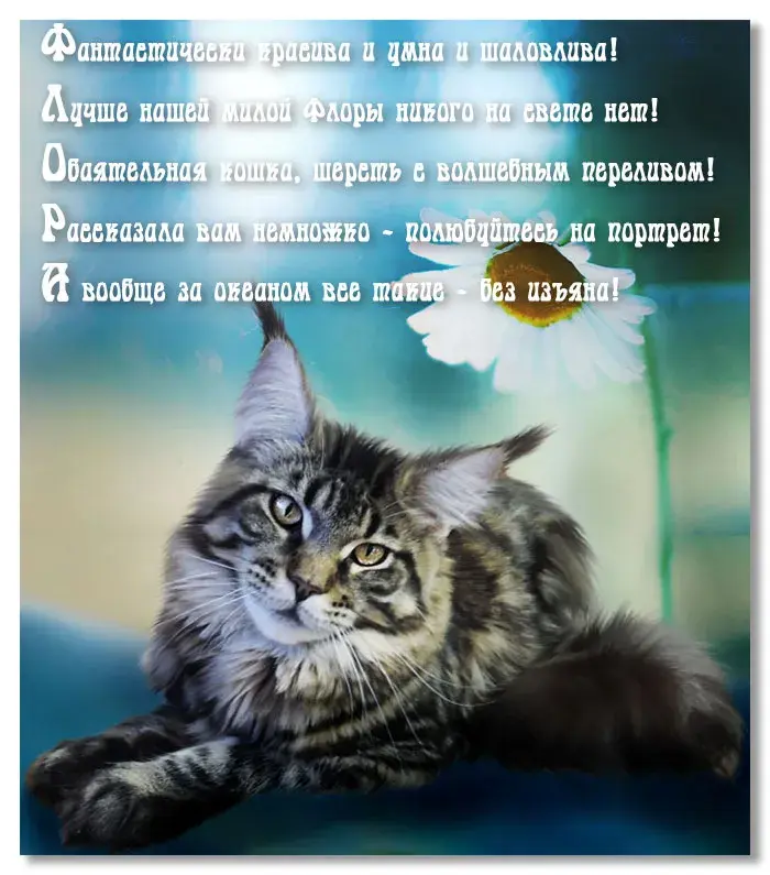 Открытка С кошками - Котенок и цветок: милая открытка с кошкой | Красивая открытка #16