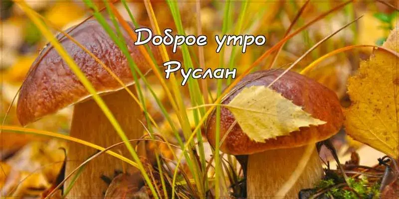 Открытка открытки с именем Руслан - Открытка с грибами: осенний пейзаж | Красивая открытка #156
