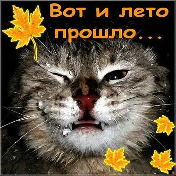 Открытка С последним днем лета! - Злой кот на открытке с осенними листьями | Красивая открытка #20
