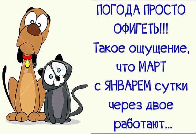 Открытка о погоде - Открытка с котиком и щенком | Красивая открытка #19