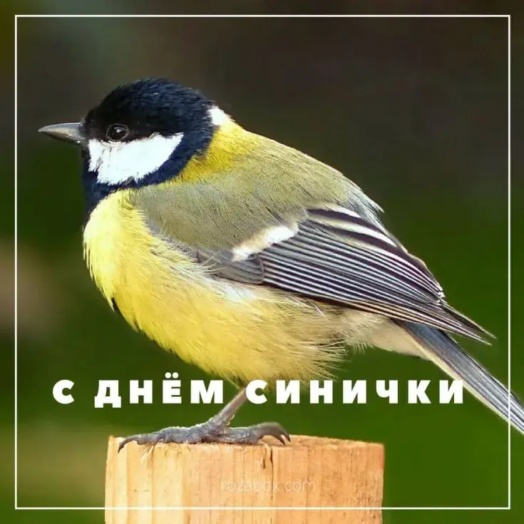 Открытка Открытки на Синичкин день - Открытка с синичкой: Нежная поздравительная открытка | Красивая открытка #3