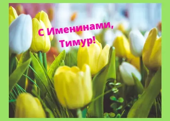 Открытка Открытки с именем Тимур - Открытка с тюльпанами: нежные цветы для Вас | Красивая открытка #83