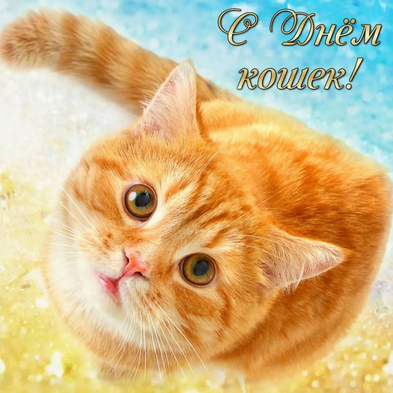 Открытка С кошками - Рыжий котенок, крупный план, праздничная открытка | Красивая открытка #34