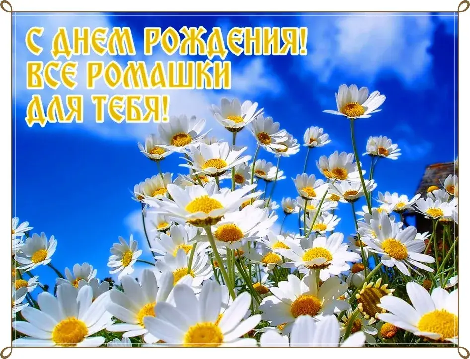 Открытка С ромашками - Поле с ромашками на фоне голубого неба | Красивая открытка #3