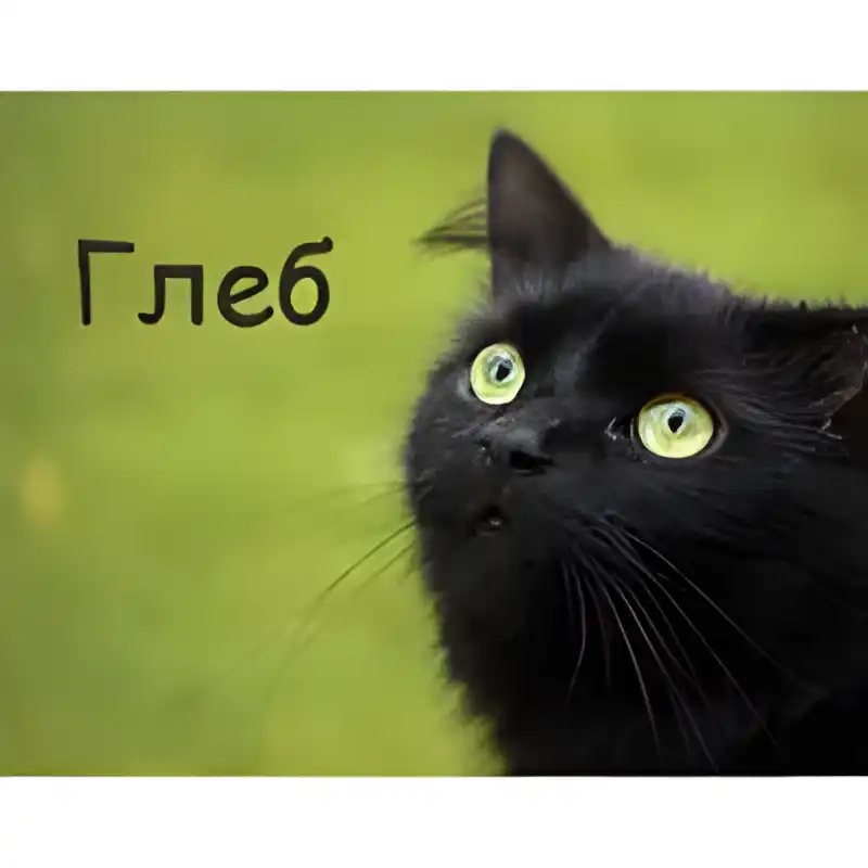 Открытка открытки с именем Глеб - Черный кот на открытке: милый взгляд | Красивая открытка #153