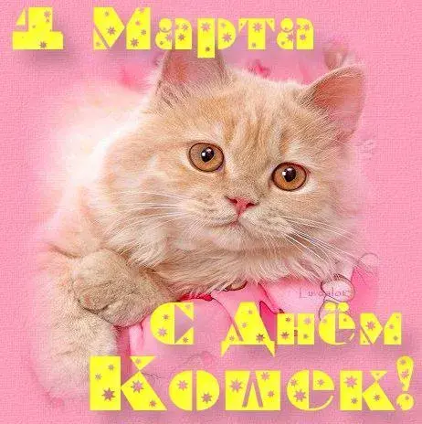 Открытка С Всемирным днём кошек - Пушистый котёнок на открытке - С Днём Рождения! | Красивая открытка #56
