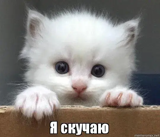 Открытка Я скучаю  - Грустный котенок: открытка с надписью "Я скучаю" | Красивая открытка #12