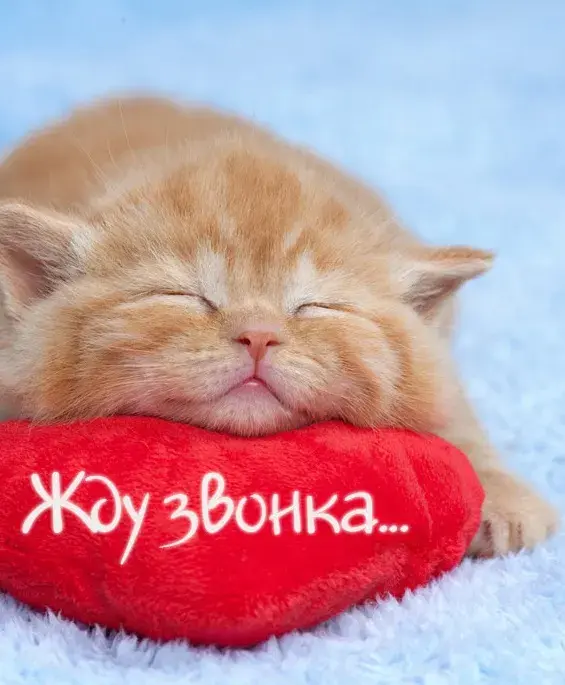 Открытка Я скучаю  - Милый котенок спит на подушке | Красивая открытка #42