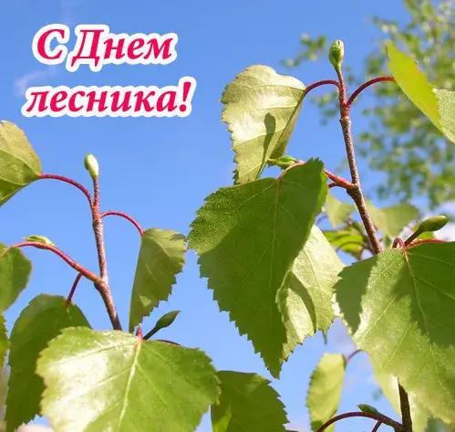 Открытка С днём работника леса - Весенние листья на фоне голубого неба | Красивая открытка #31