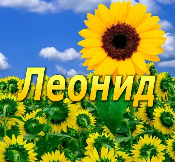 Открытка Открытки с именем Леонид  - Подсолнухи на фоне голубого неба | Красивая открытка #167