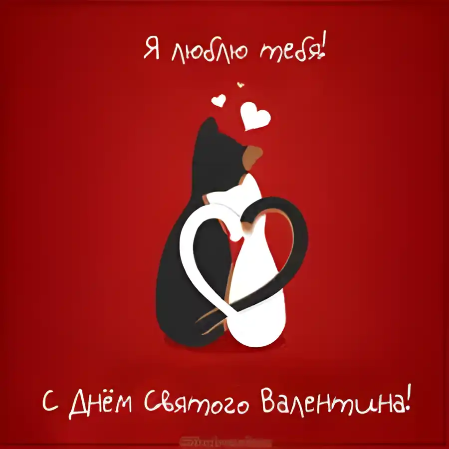 Открытка 14 февраля день всех влюбленных - Открытка с котами в День Святого Валентина | Красивая открытка #24