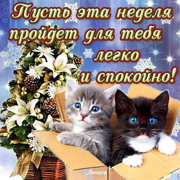 Открытка Хорошей недели - Открытка с котятами в коробке, зимний фон | Красивая открытка #44