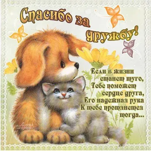 Открытка Открытки о дружбе - Открытка: котенок и щенок, цветы, бабочки | Красивая открытка #84