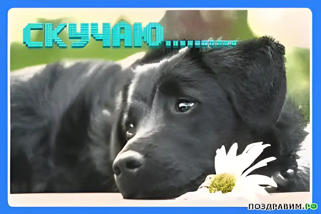 Открытка Открытки скучаю по тебе - Собака лежит, рядом ромашка - открытка | Красивая открытка #188