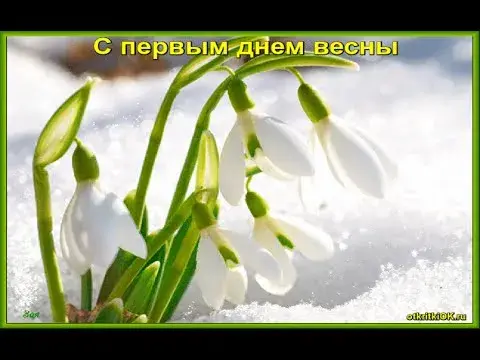 Открытка  С первым днем весны - Подснежники: нежные цветы сквозь снег | Красивая открытка #93