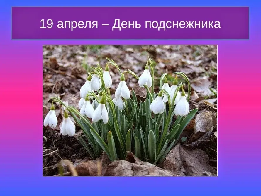 Открытка День подснежника - Подснежники: нежные цветы весны  открытка | Красивая открытка #41