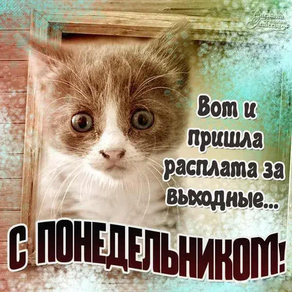Открытка Понедельник - Открытка с котом: Поздравления с понедельником | Красивая открытка #10
