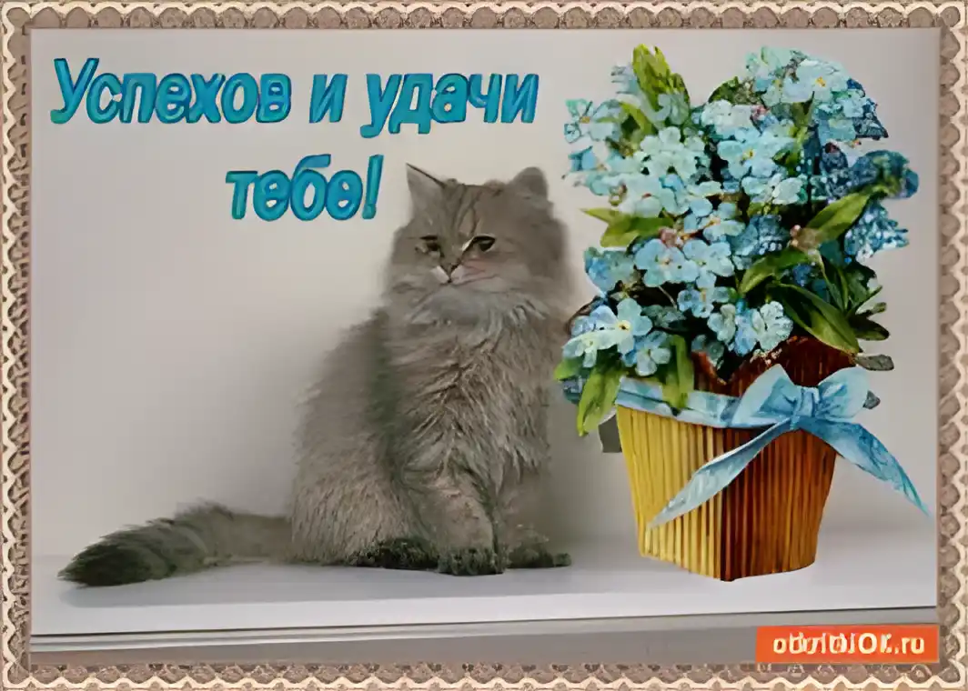 Открытка Удачи - Открытка с серым котиком и цветами | Красивая открытка #93
