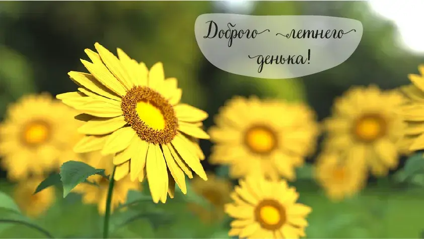 Открытка Лето - Открытка с подсолнухами: яркое поле цветов | Красивая открытка #6