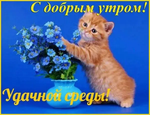 Открытка Со средой - Открытка с рыжим котенком и цветами | Красивая открытка #7