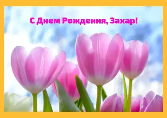 Открытка открытки с именем Захар - Розовые тюльпаны на фоне голубого неба | Красивая открытка #187