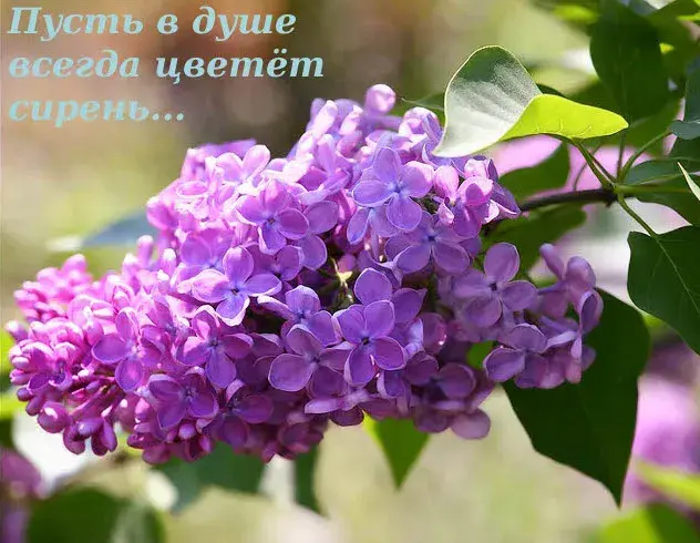 Открытка С сиренью - Цветущая сирень: нежные весенние цветы | Красивая открытка #205