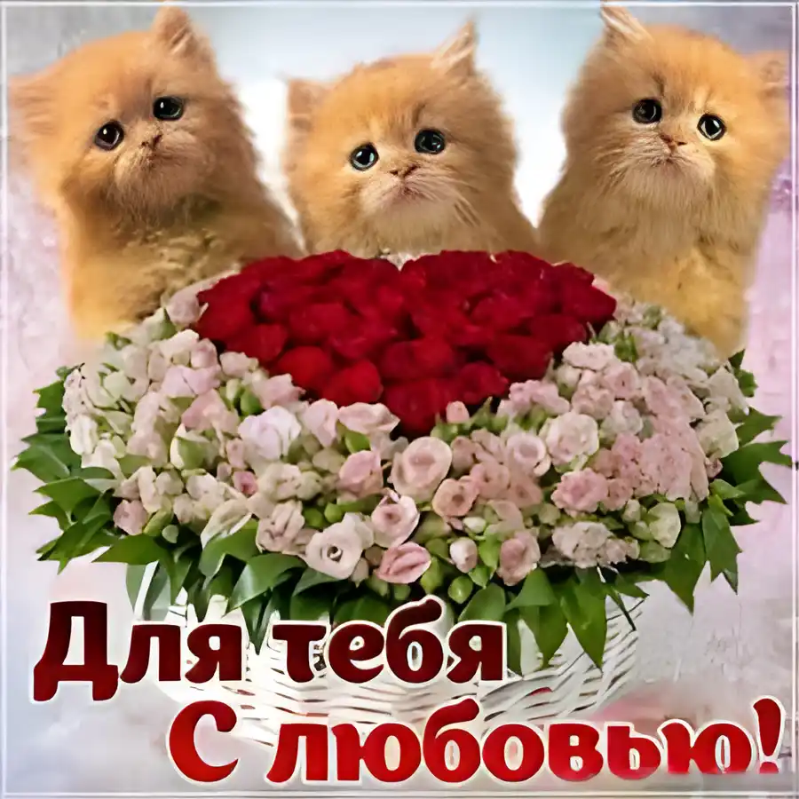 Открытка Для тебя - Открытка с цветами и котятами  с любовью! | Красивая открытка #109