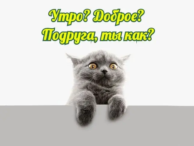 Открытка Доброе утро - Открытка с серым котенком | Красивая открытка #487